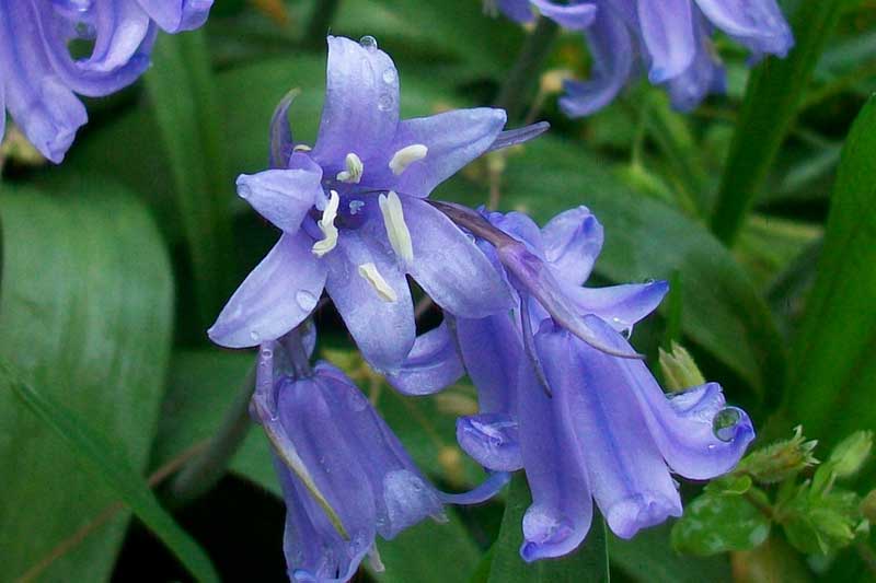 Hyacinthoides hispanica