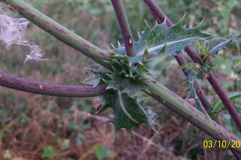 Sonchus cfr. asper