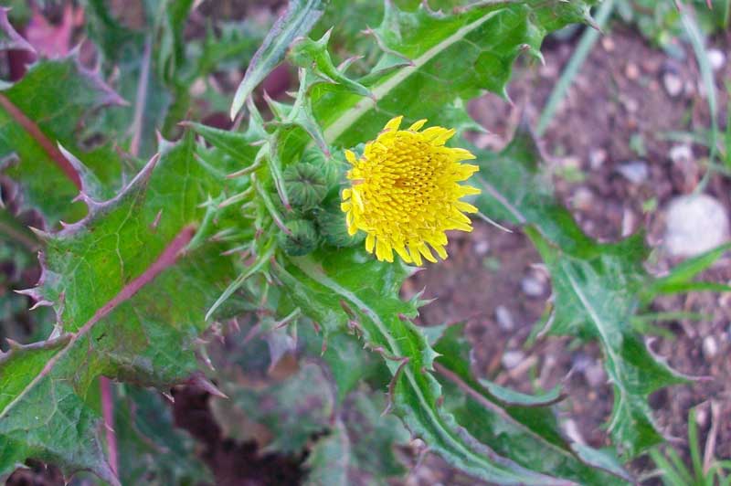 Sonchus cfr. asper