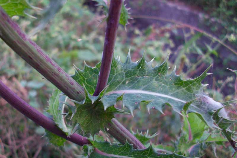 Sonchus cfr. asper