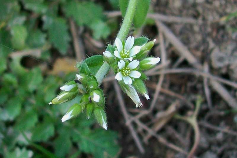 Cerastium glomeratum