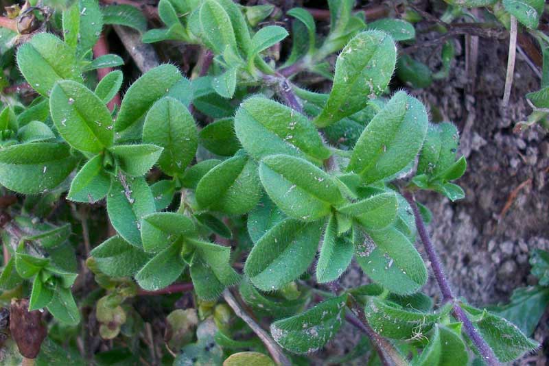 Cerastium glomeratum