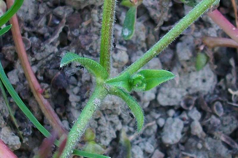 Cerastium glomeratum