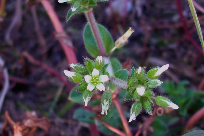 Cerastium glomeratum