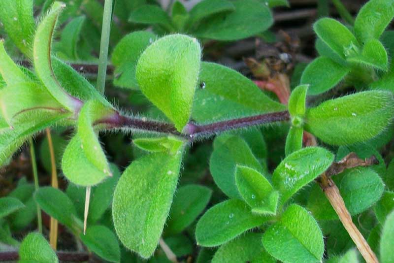 Cerastium glomeratum