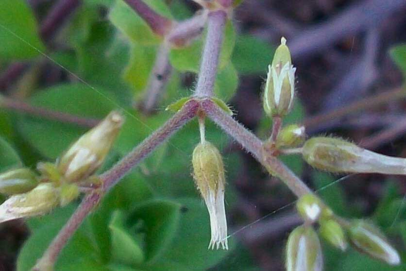 Cerastium glomeratum