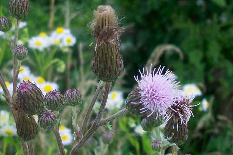 Cirsium arvense / Cardo campestre