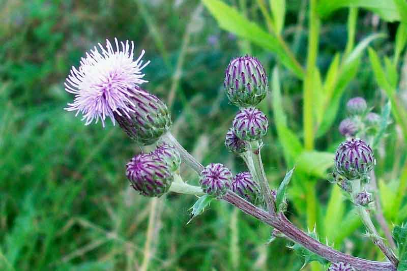 Cirsium arvense / Cardo campestre