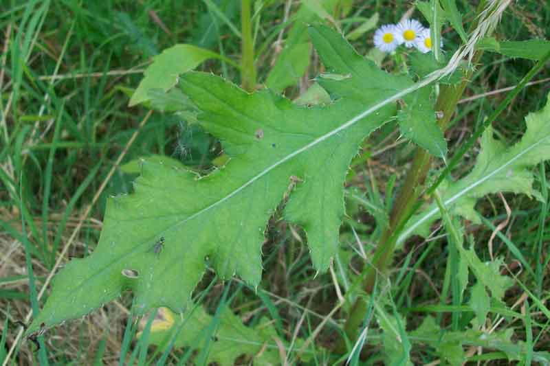 Cirsium arvense / Cardo campestre