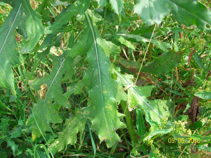 Cirsium arvense / Cardo campestre