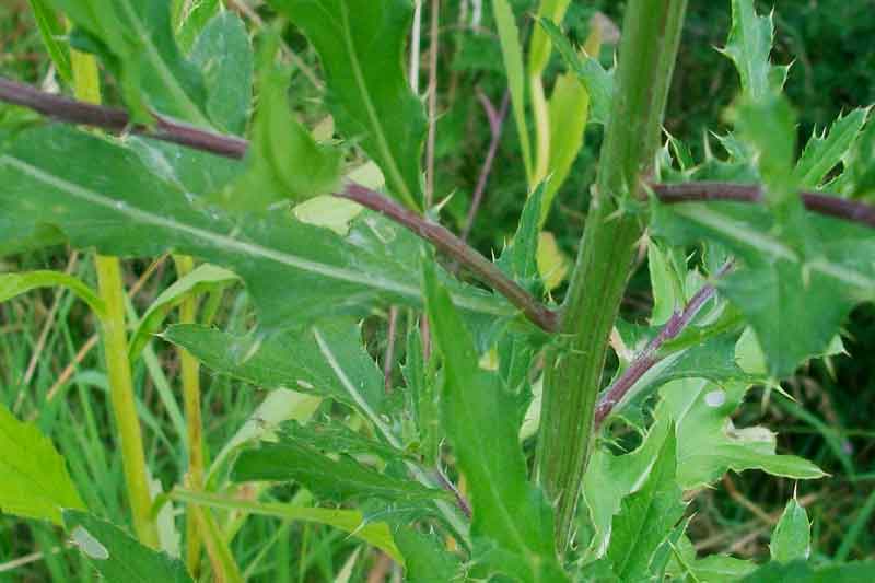 Cirsium arvense / Cardo campestre