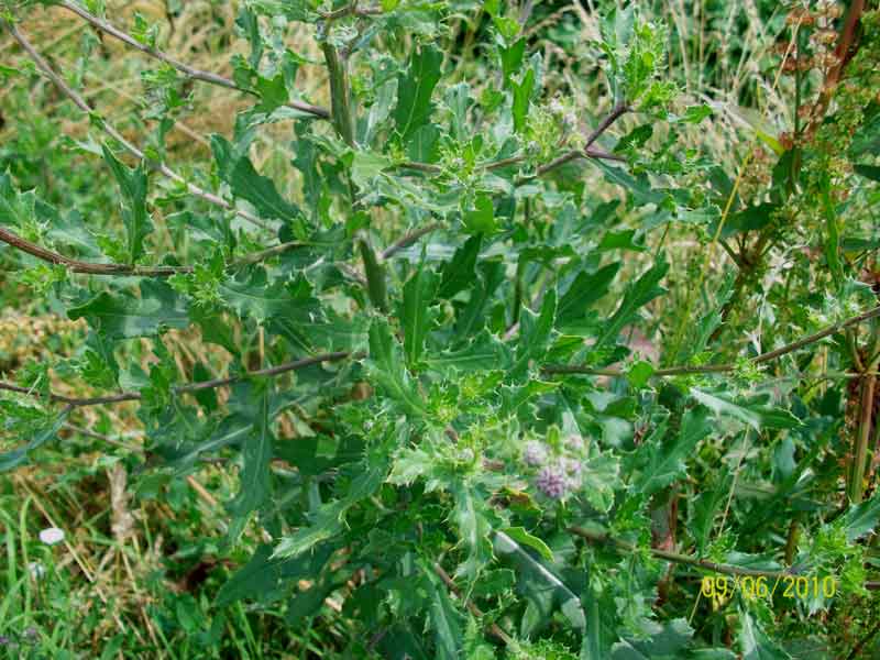 Cirsium arvense / Cardo campestre