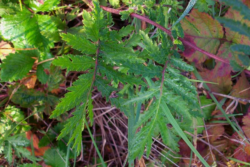 Tanacetum vulgare / Tanaceto