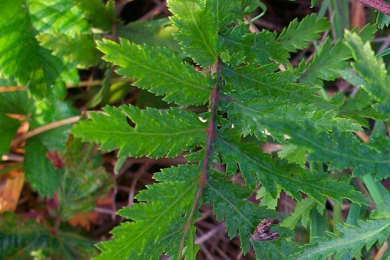 Tanacetum vulgare / Tanaceto