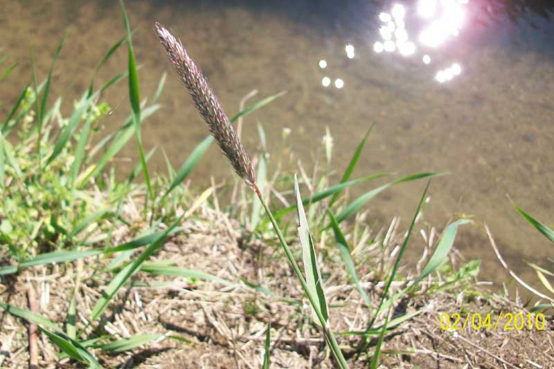 Alopecurus sp.