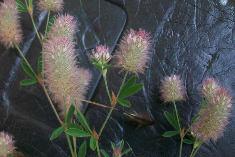 Trifolium arvense