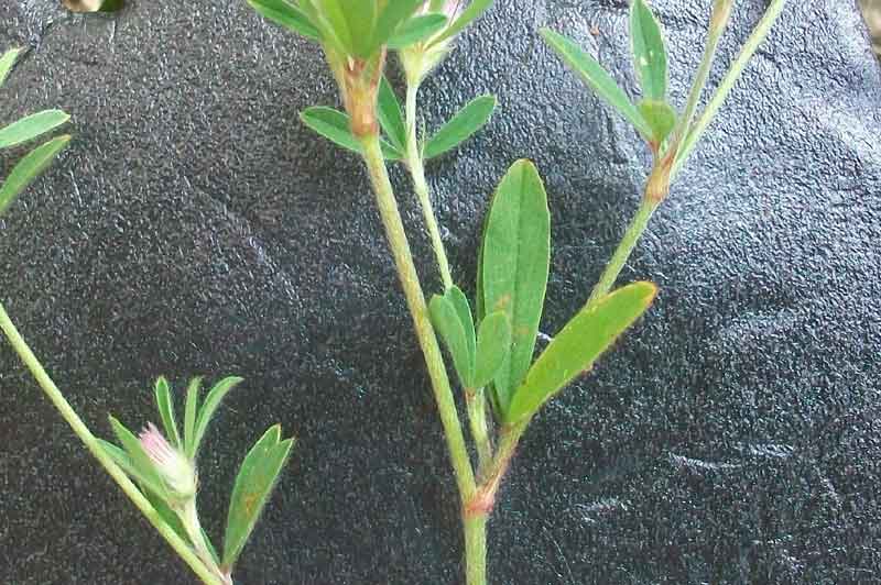 Trifolium arvense