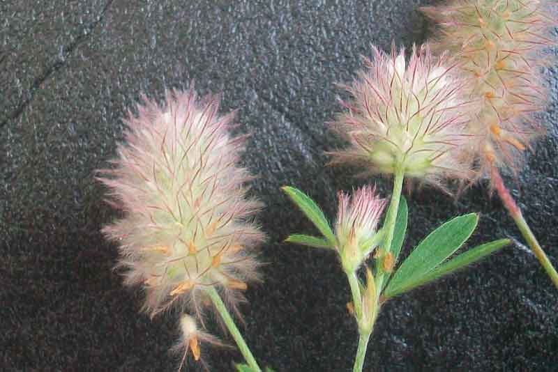 Trifolium arvense