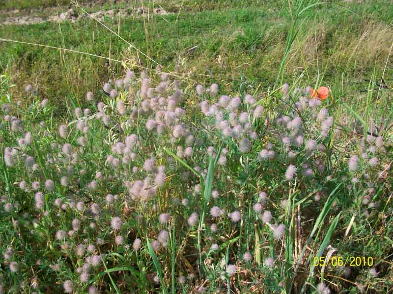 Trifolium arvense