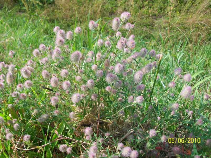 Trifolium arvense