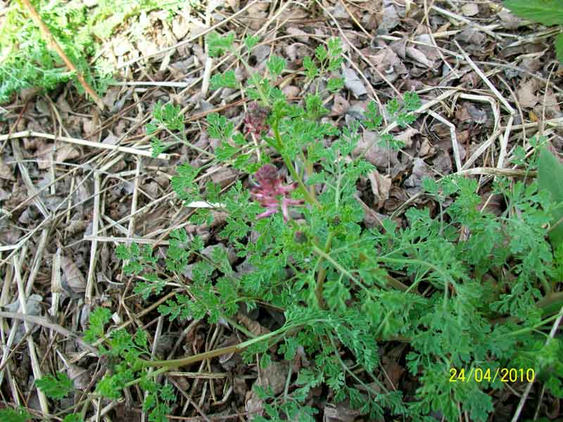 Fumaria officinalis L.