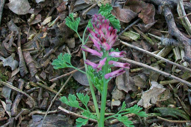 Fumaria officinalis L.