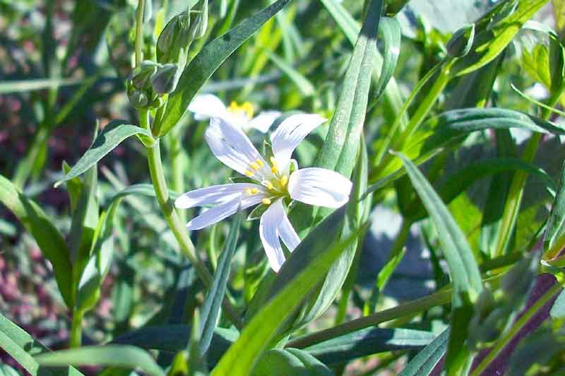 Rabelera holostea (=Stellaria holostea)/ Centocchio garofanina