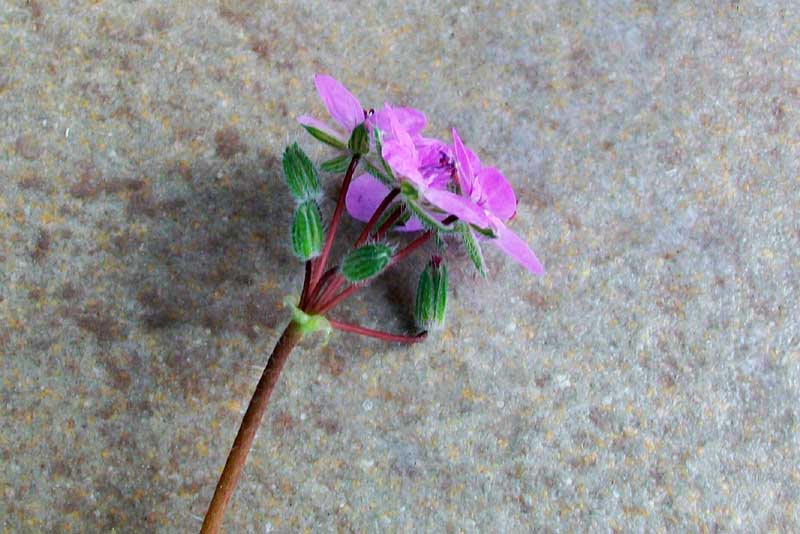 Erodium cicutarium