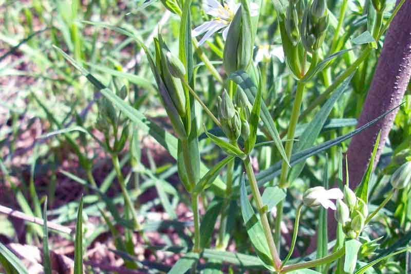 Rabelera holostea (=Stellaria holostea)/ Centocchio garofanina