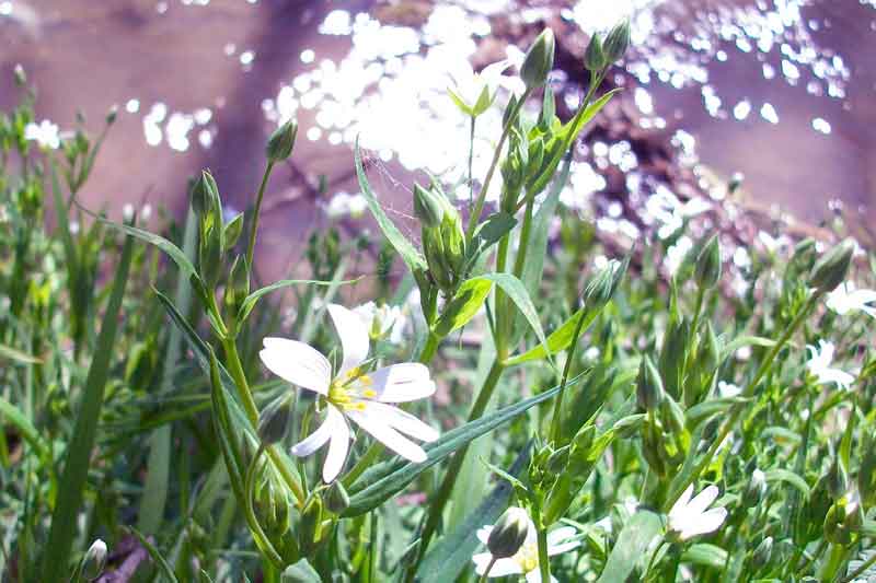 Rabelera holostea (=Stellaria holostea)/ Centocchio garofanina