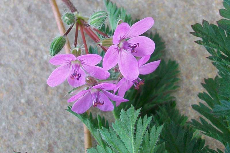 Erodium cicutarium