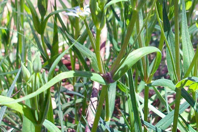 Rabelera holostea (=Stellaria holostea)/ Centocchio garofanina