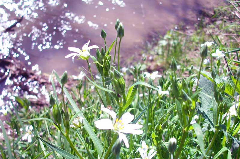 Rabelera holostea (=Stellaria holostea)/ Centocchio garofanina