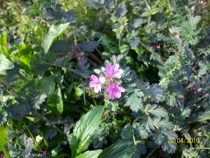 Erodium cicutarium