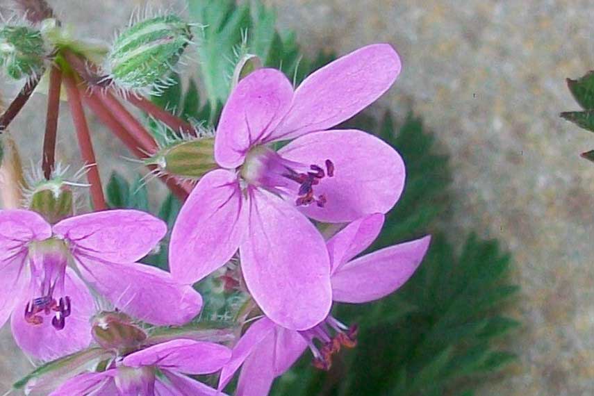 Erodium cicutarium