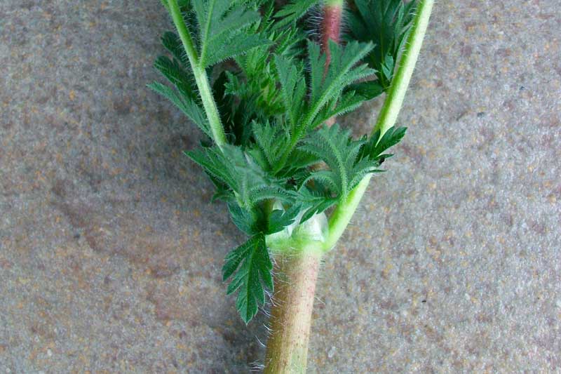 Erodium cicutarium