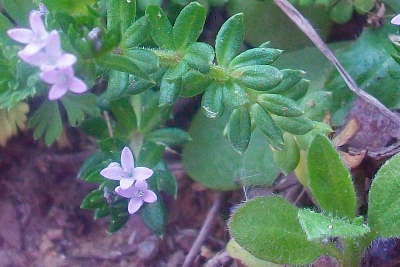 Sherardia arvensis