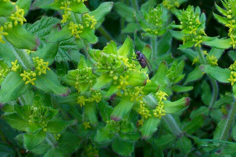 Cruciata laevipes