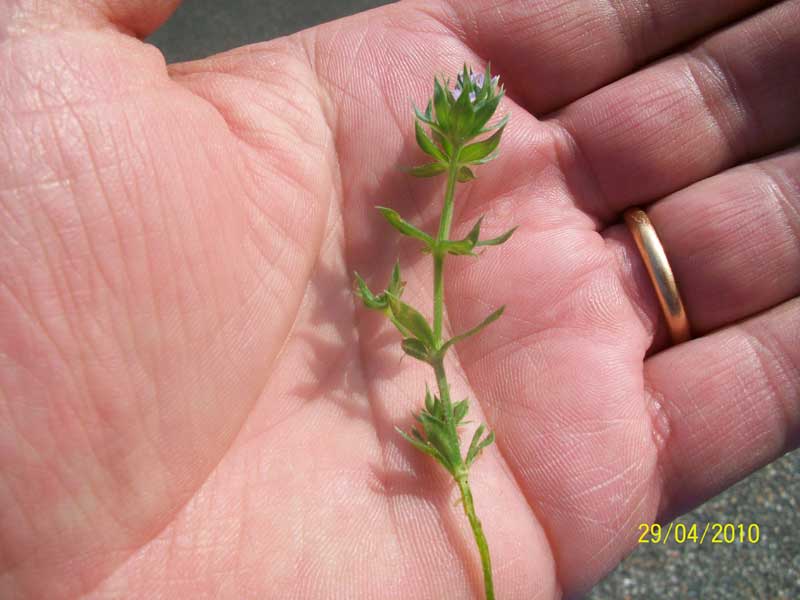 Sherardia arvensis