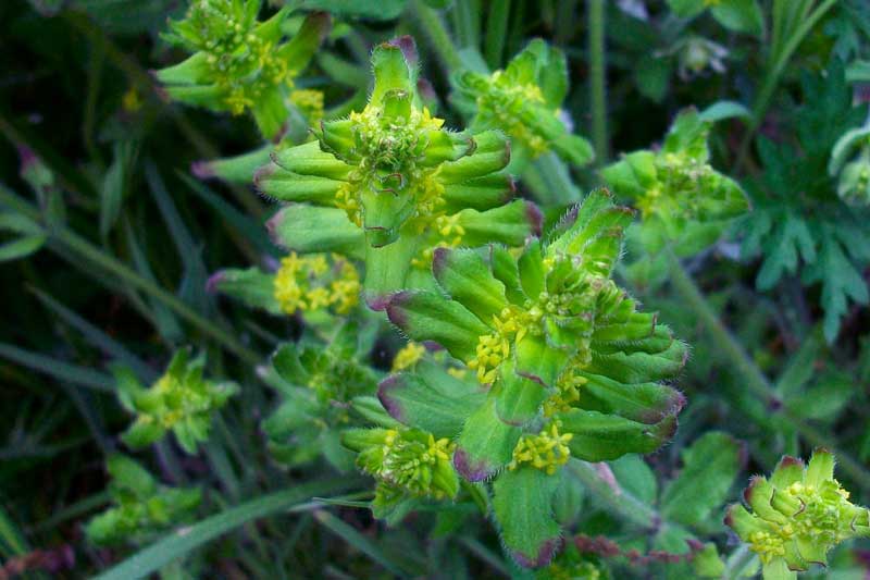 Cruciata laevipes