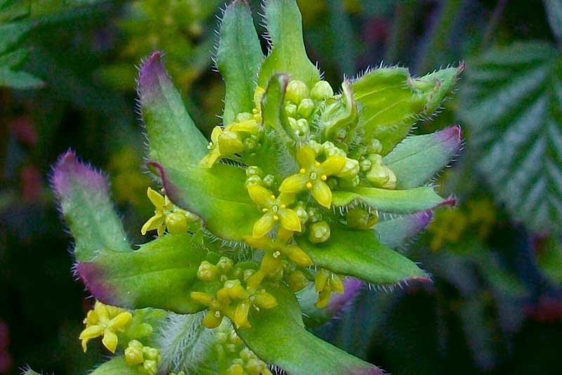 Cruciata laevipes