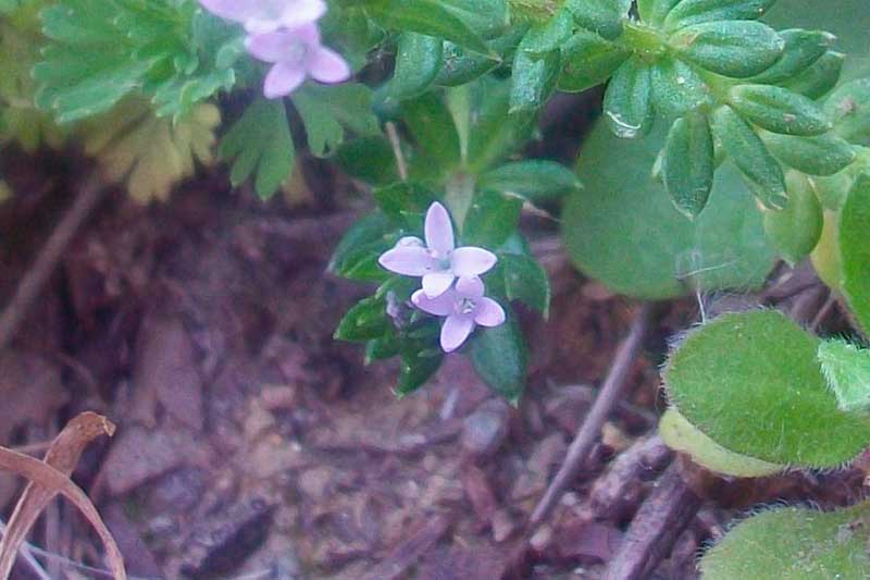 Sherardia arvensis