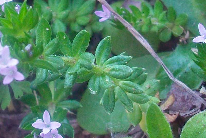 Sherardia arvensis