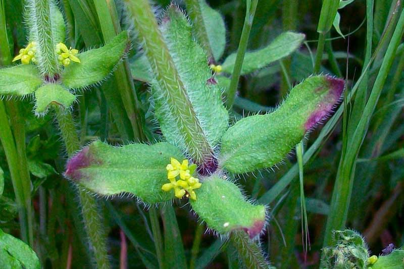 Cruciata laevipes