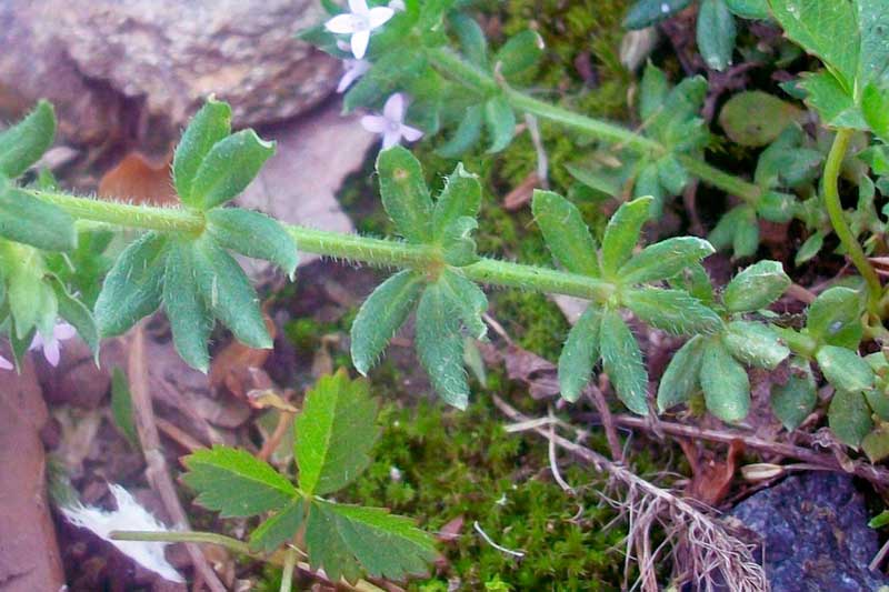 Sherardia arvensis