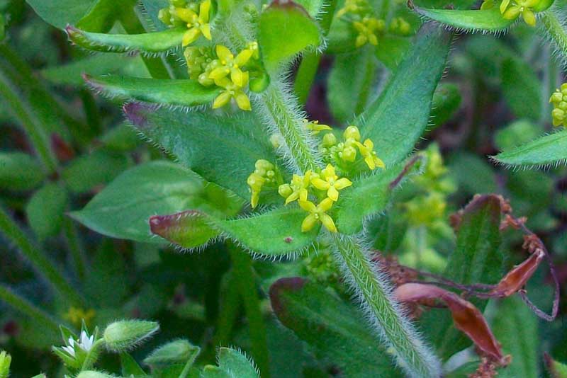 Cruciata laevipes