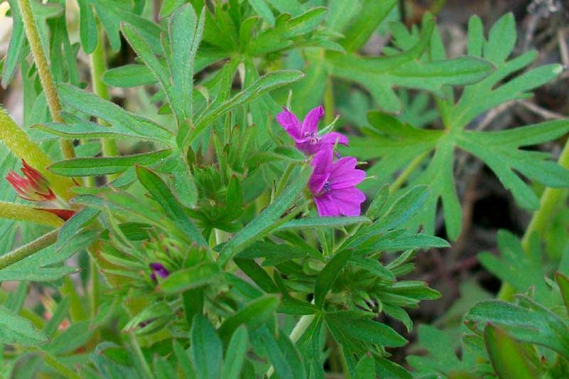 Geranium dissectum / Geranio sbrandellato