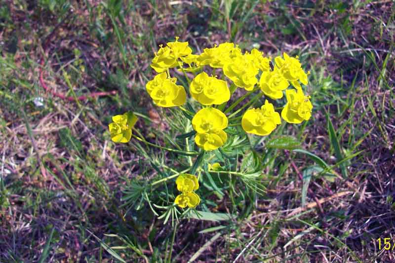 Euphorbia cyparissias