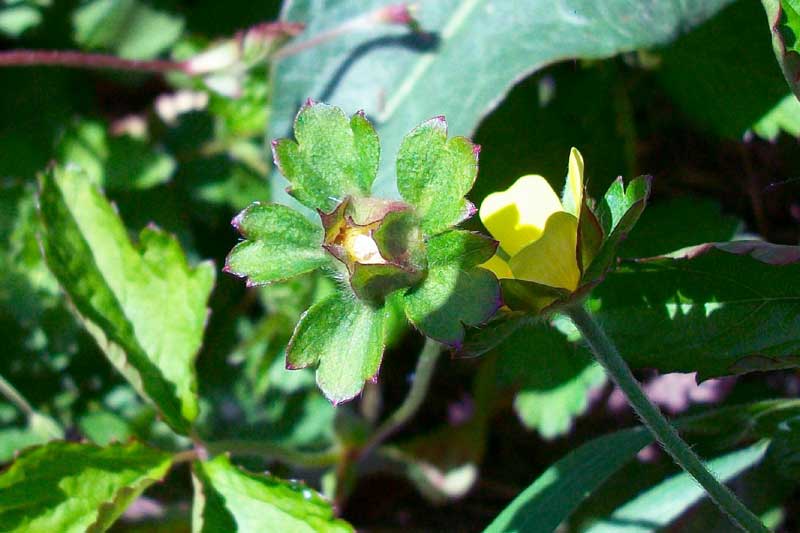 Potentilla indica