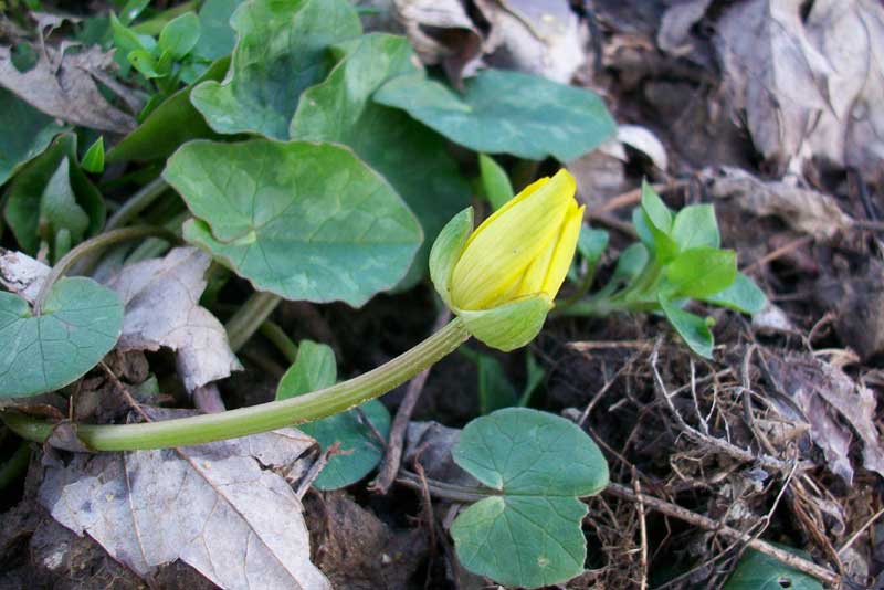 Ranunculus ficaria